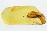 Detailed Fossil Lacewing (Nevrorthidae) In Baltic Amber #300709-1